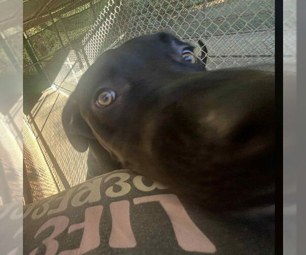 Medium Photo #4 Great Dane-Labrador Retriever Mix Puppy For Sale in Sheboygan, WI, USA