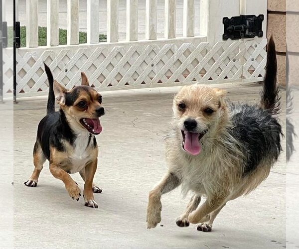 Medium Photo #8 Mutt Puppy For Sale in La Verne, CA, USA
