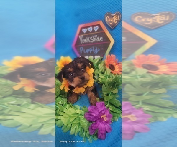 Medium Photo #33 Yorkshire Terrier Puppy For Sale in AKRON, OH, USA