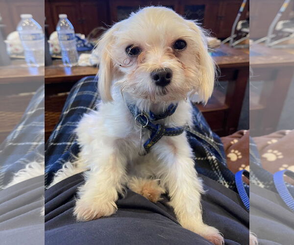 Medium Photo #1 Maltese Puppy For Sale in Bellevue, WA, USA