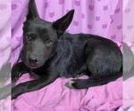 Small German Shepherd Dog Mix