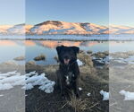Small #2 Mutt