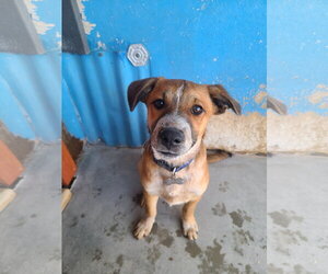 Bear - Male Australian Shepherd-Unknown Mix Dog for Adoption - Photo #3