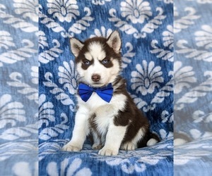 Siberian Husky Puppy for sale in QUARRYVILLE, PA, USA