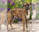 Brooklyn Grace - Female Holland Shepherd-Unknown Mix Dog for Adoption - Small photo