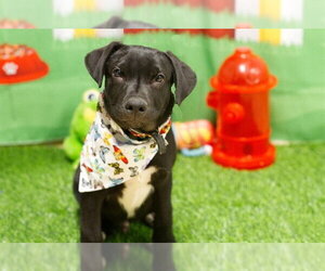 German Shepherd Dog-Unknown Mix Dogs for adoption in South Lake Tahoe, CA, USA