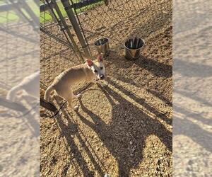 *INGRAM - Male German Shepherd Dog-Unknown Mix Dog for Adoption - Photo #2