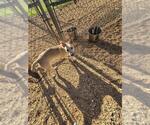 Small Photo #2 German Shepherd Dog-Unknown Mix Puppy For Sale in Forestville, MD, USA