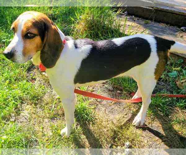 Medium Photo #2 Beagle-Unknown Mix Puppy For Sale in Plainfield, IL, USA