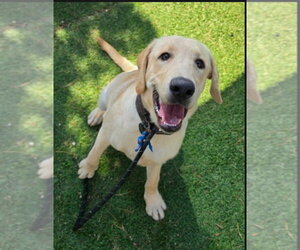 Riggs - Male Labrador Retriever-Unknown Mix Dog for Adoption - Photo #2