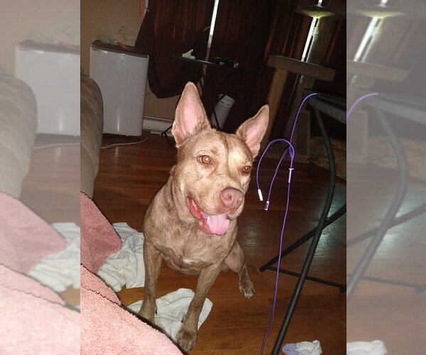Medium Photo #5 - Mix Puppy For Sale in Landenberg, PA, USA