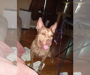 Coco - Female - Mix Dog for Adoption - Photo #5