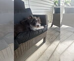 Small #3 Mutt