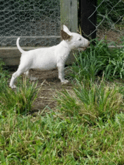 Bull Terrier Puppy for sale in FLORENCE, SC, USA
