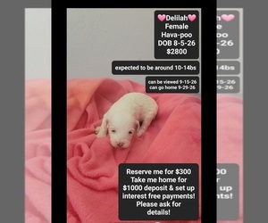 Havapoo Puppy for sale in TUCSON, AZ, USA