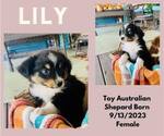 Small Photo #6 Miniature Australian Shepherd Puppy For Sale in WARDVILLE, OK, USA