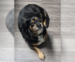 Small #1 Schweenie