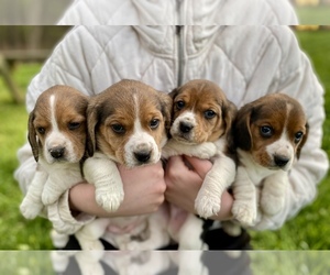 Beagle Dog for Adoption in ASHEBORO, North Carolina USA