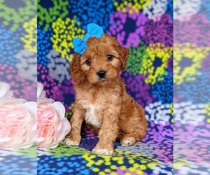 Cocker Spaniel-Poodle (Miniature) Mix Puppy for sale in CHRISTIANA, PA, USA