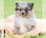 Small Photo #87 Pomeranian Puppy For Sale in WARSAW, IN, USA