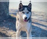 Small Photo #1 Siberian Husky Puppy For Sale in St. Cloud, FL, USA