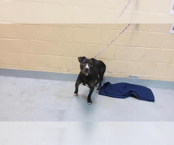 Medium Photo #1 Mutt Puppy For Sale in Tulsa, OK, USA
