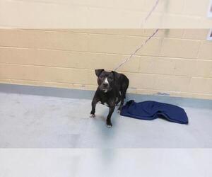 Mutt Dogs for adoption in Tulsa, OK, USA