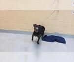 OSCAR - Male Mutt Dog for Adoption - Small photo