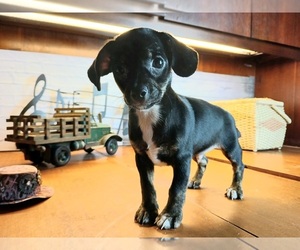 Chihuahua Puppy for sale in CARTHAGE, TX, USA