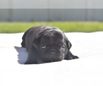 Cider - Male Pug Puppy for Sale - Photo #2