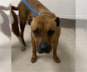 Mutt Dogs for adoption in Saginaw, MI, USA