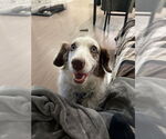 Small #3 Australian Shepherd