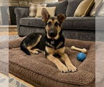 Small #3 German Shepherd Dog Mix