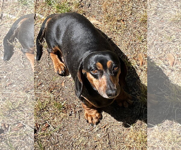 Medium Photo #3 Dachshund Puppy For Sale in Shelbyville, TN, USA