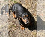 Small #2 Dachshund