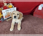 Small #2 Golden Retriever