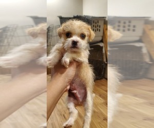 Chorkie Puppy for sale in BALTIMORE, MD, USA