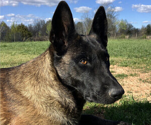 Mother of the Belgian Malinois puppies born on 05/11/2026