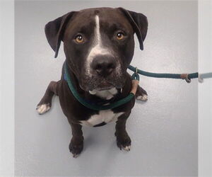 American Staffordshire Terrier-Unknown Mix Dogs for adoption in St. Cloud, FL, USA