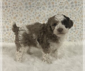 Poodle (Miniature) Puppy for sale in FREDERICKSBURG, OH, USA