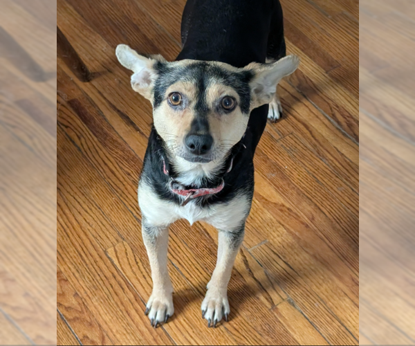 Medium Photo #1 Mutt Puppy For Sale in Brooklyn Center, MN, USA