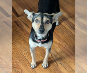 Mutt Dogs for adoption in Brooklyn Center, MN, USA