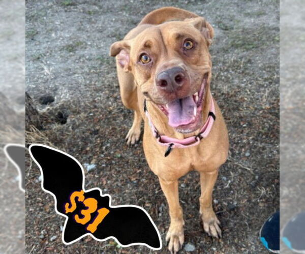 Medium Photo #4 Unknown-Vizsla Mix Puppy For Sale in Santa Cruz, CA, USA