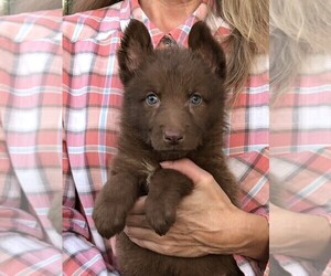 German Shepherd Dog Puppy for sale in OSTRANDER, OH, USA