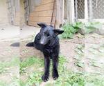 Small #7 German Shepherd Dog Mix