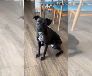 Mila - Female Labrador Retriever-Unknown Mix Dog for Adoption - Photo #9
