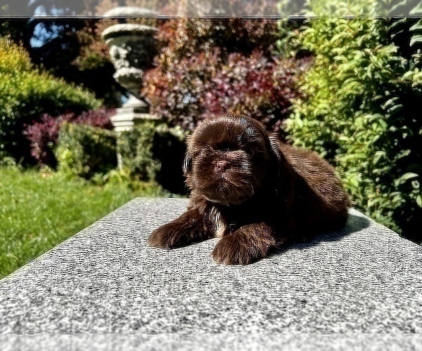 Medium Photo #33 Shih Tzu Puppy For Sale in HAYWARD, CA, USA