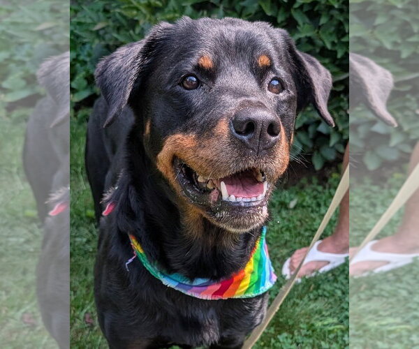 Medium Photo #2 Rottweiler Puppy For Sale in Hillsboro, NH, USA