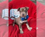 Small #6 Boxador