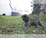 Small Photo #6 Cane Corso Puppy For Sale in CAMBY, IN, USA